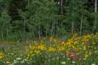 USA, Wyoming. Meadow with wildflowers and aspen trees, west side of Tetons. Art Print